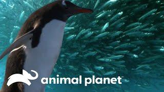 La caza practicada por especies marinas | Supervivencia Salvaje | Animal Planet