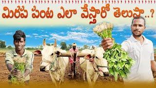 మిరప పంట ఎలా వేస్తారో తెలుసా...?/UNBEATABLE CULTURE VLOGS/UNBEATABLE VLOGS/CULTURE VLOGS/UNBEATABLE/