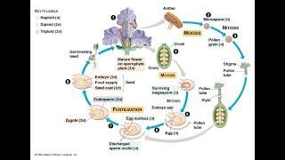 Sexual reproduction of Angiosperm 2017 new HD