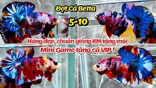 Đợt Cá Betta 5-10 Nemo Multicolor Yellow, Metalic Yellow, Koi Galaxy, Red FC hàng đẹp chuẩn giống !