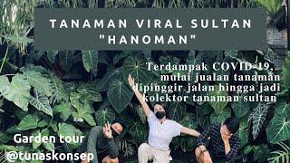 Tanaman viral sultan hanoman @tunaskonsep / garden tour