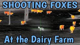 Shooting Foxes @ the Dairy Farm