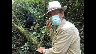 Eastern Lowland Gorillas, Kahuzi-Biega National Park, Congo, July 9, 2023