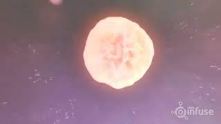 Fetal Development 3D Animation   Infuse Medical
