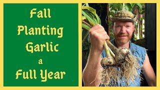 How To Grow PERFECT Garlic - Epic Garlic Harvest -WATCH NOW To Plant In The Fall Time!