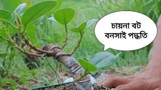 চায়না বট বনসাই রূপ/কাটিং/ওয়ারিং/বেন্ড/রিপটিং Ficas Bonsai Technic