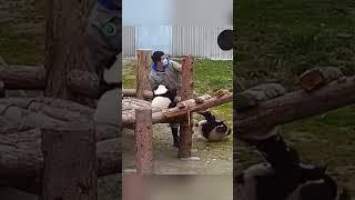 这黑白团子和人有啥区别？ #panda #pandafushun #cute #adorablepanda #animals #cutepanda #pandalove #pandalife #zoo