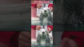 Oh My God! She touched me #水獭  #otter