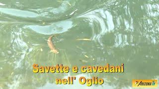 MONDO PESCA - SAVETTE E CAVEDANI NELL'OGLIO - PESCA SPORTIVA - LIVELLO  SICCITA' SUL FIUME OGLIO  -