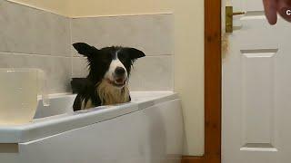 I gave my sheepdog a bath and destroyed my bathroom in the process