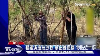 貓羅溪搶拍放牧 禁佔據便橋 勿貼近牛群｜TVBS新聞