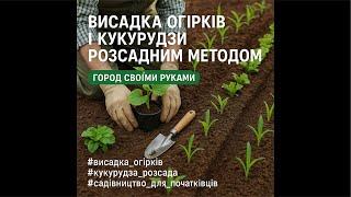 Шалена Батьківщина  в прямом эфире!