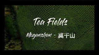 Tea Fields I MoganShan, China