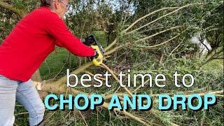 Best Time to Chop and Drop In Your Food Forest | Mulching the Walnut Trees