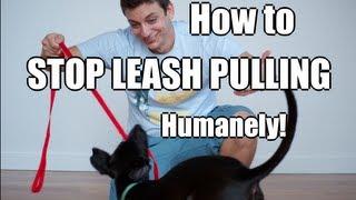 How to Train Your Dog to NOT PULL on the Leash!