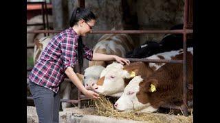 Artificial Insemination in Cows