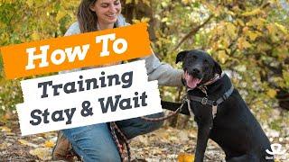 How To Train Your Dog | Training to Stay vs. Wait