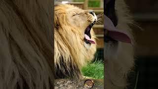 unique moments of wild animals #27 #shorts #animalattack #Wildlife