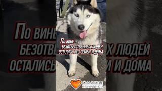 По вине безответственных людей остались без семьи и дома... | Хаски #приют #животные #помощь #добро
