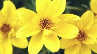 Proven Winners Goldilocks Rocks Bidens