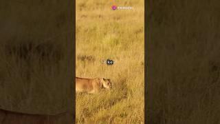 शेर ओर जेब्रा की लड़ाई।#animalsvideo #जनवर #trendingshorts #wildanimals #animals #jungel #amazing