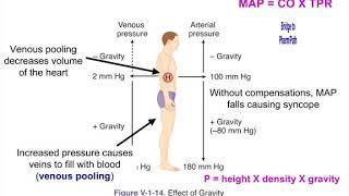 Cardiopulminary Mechanoreceptors|Physiology