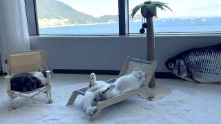 Summer Stay-Cation for Cats️