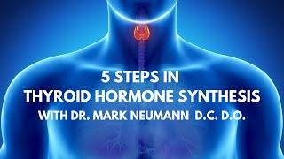 5 Steps in Thyroid Hormone Synthesis