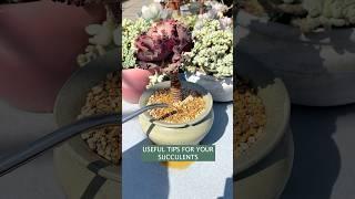 Succulent plants care tips: How to repot succulents #suculentas