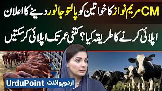 CM Punjab Maryam Nawaz Ka Khawateen Ko Cow And Buffalo Dene Ka Elaan - Janiye Apply Karne Ka Tarika