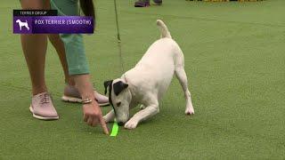 Fox Terriers Smooth | Breed Judging 2023