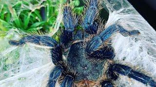 Tarantula Feeding - Green Bottle Blue (Chromatopelma cyaneopubescens) 6