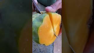 Fresh Papaya Fruit #agriculture #fruit