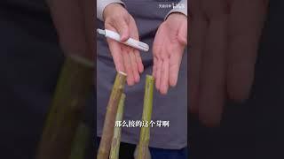 老桩嫁接七彩月季，明年带你们看花~【天狼说月季】