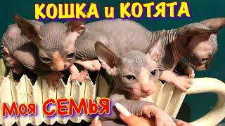 Кот Миллион когда был МАЛЕНЬКИМ КОТЁНКОМ  Кошка Мама