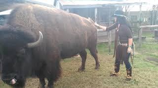 Bison gets Pampered by CowGirl