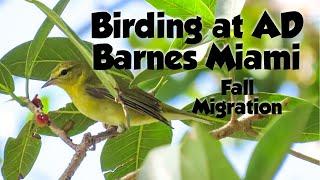 Fall Migration-Birding at AD Barnes, Kendall, Miami, Fl