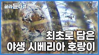 ’산군‘의 위엄! 잠복 중인 촬영팀의 존재를 이미 알고 있는 호랑이│한국 다큐멘터리 역사상 가장 최고의 순간│호랑이가 영물인 이유│명작 다큐│야생의 조선곡 호랑이│#골라듄다큐