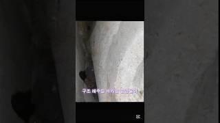 돌틈에 갇힌 강아지