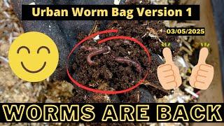 Urban Worm Bag  - African Nightcrawlers Looking Healthier! 03/05/2025