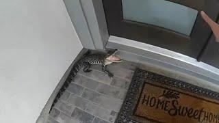 Fulshear officer wrangles gator with his bear hands