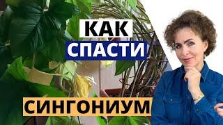 Как реанимировать СИНГОНИУМ