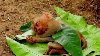 Now !That day, may mom saw a baby monkey crying at the water's edge, so cute mom  picked it up