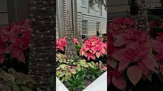 Gorgeous holiday decor and plants at the Kogod Courtyard courtesy of Smithsonian Gardens crew.