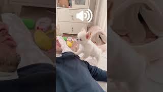 【インスタ121万回再生】おとうさんと会話する犬うにちゃん #しゃべる犬 #チワワ #癒し #ほのぼの #のんびり #ほんわか