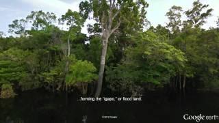 Street View for the Amazon - Tour of the Rio Negro