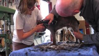 How to give a schnoodle a haircut