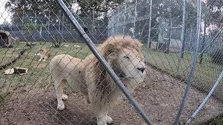 HOPEDAWG Gentle Conversation with the Lion Michel