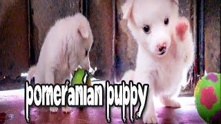 cute Pomeranian videos || funny pomeranian || Pomeranian dog cute atrocity || jjm vlog