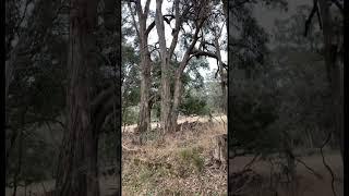  spotting while walking the  #australia #aussielife #koala #bordercollie #dogwalk #fyp